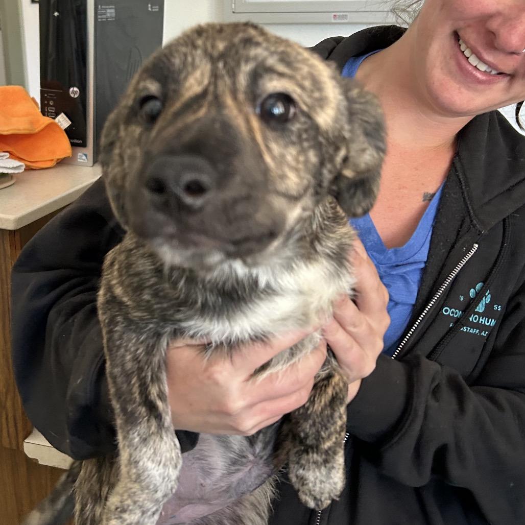 Shoni - Butler Campus, a Adoptable mixed breed in Flagstaff, AZ image 1/6