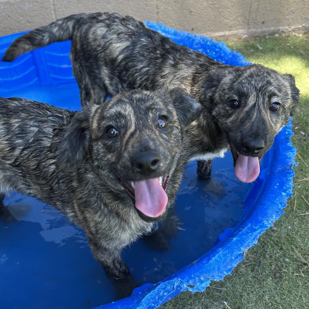 Shoni - Butler Campus, a Adoptable mixed breed in Flagstaff, AZ image 2/6