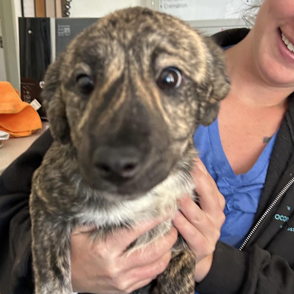 Shoni - Butler Campus, a Adoptable mixed breed in Flagstaff, AZ image 3/6