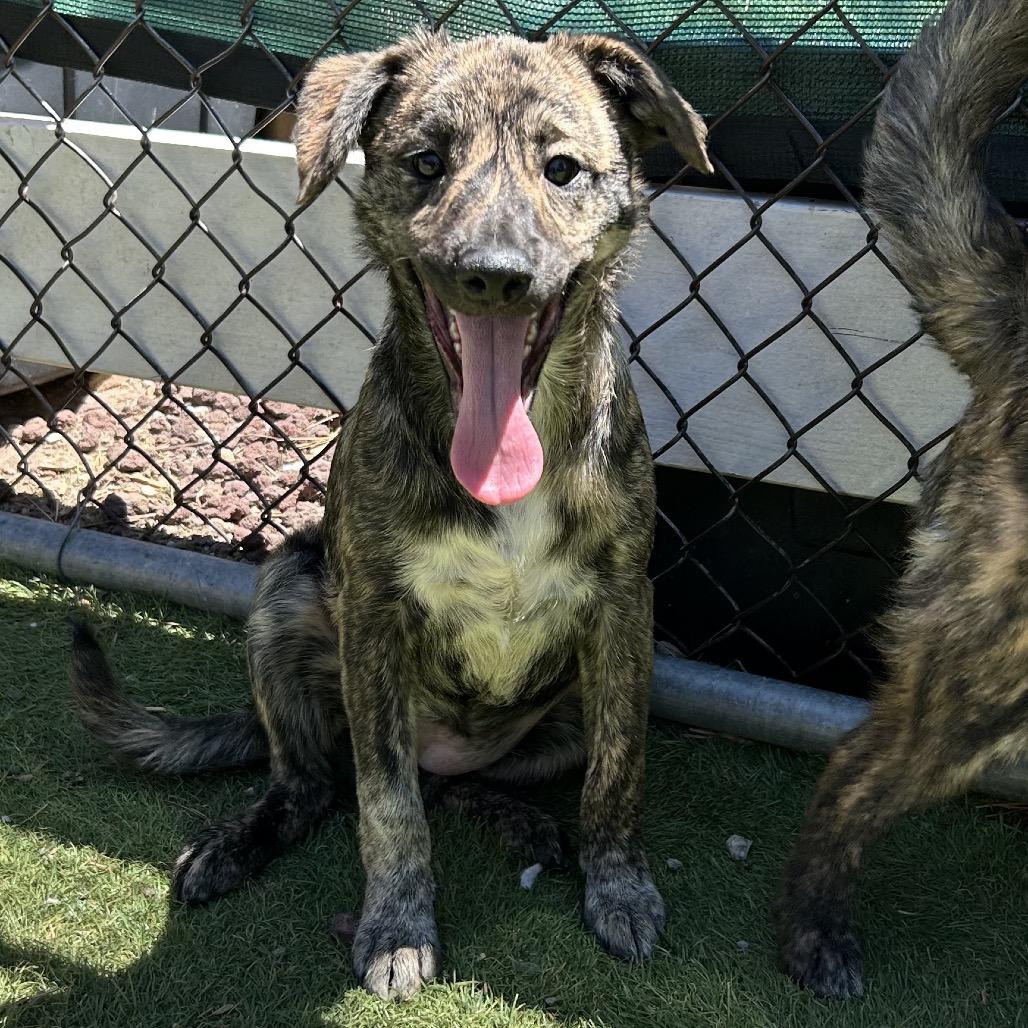 Shoni - Butler Campus, a Adoptable mixed breed in Flagstaff, AZ image 4/6