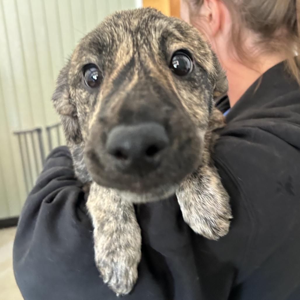 Shoni - Butler Campus, a Adoptable mixed breed in Flagstaff, AZ image 5/6