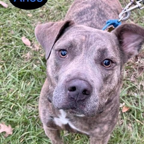 ARIES, a Adoptable mixed breed image 1/4