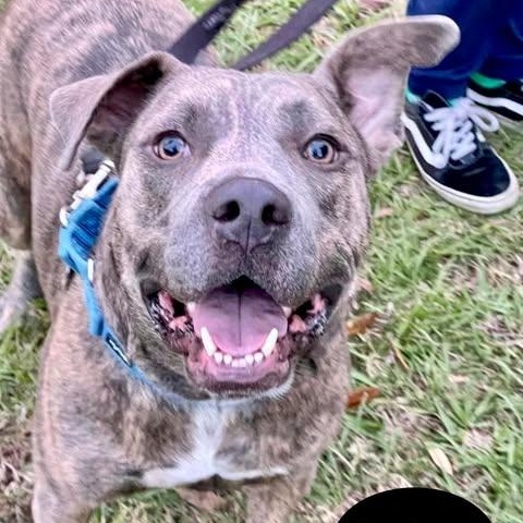 ARIES, a Adoptable mixed breed image 2/4