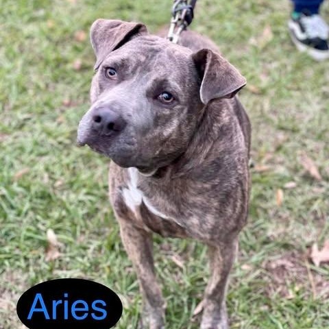ARIES