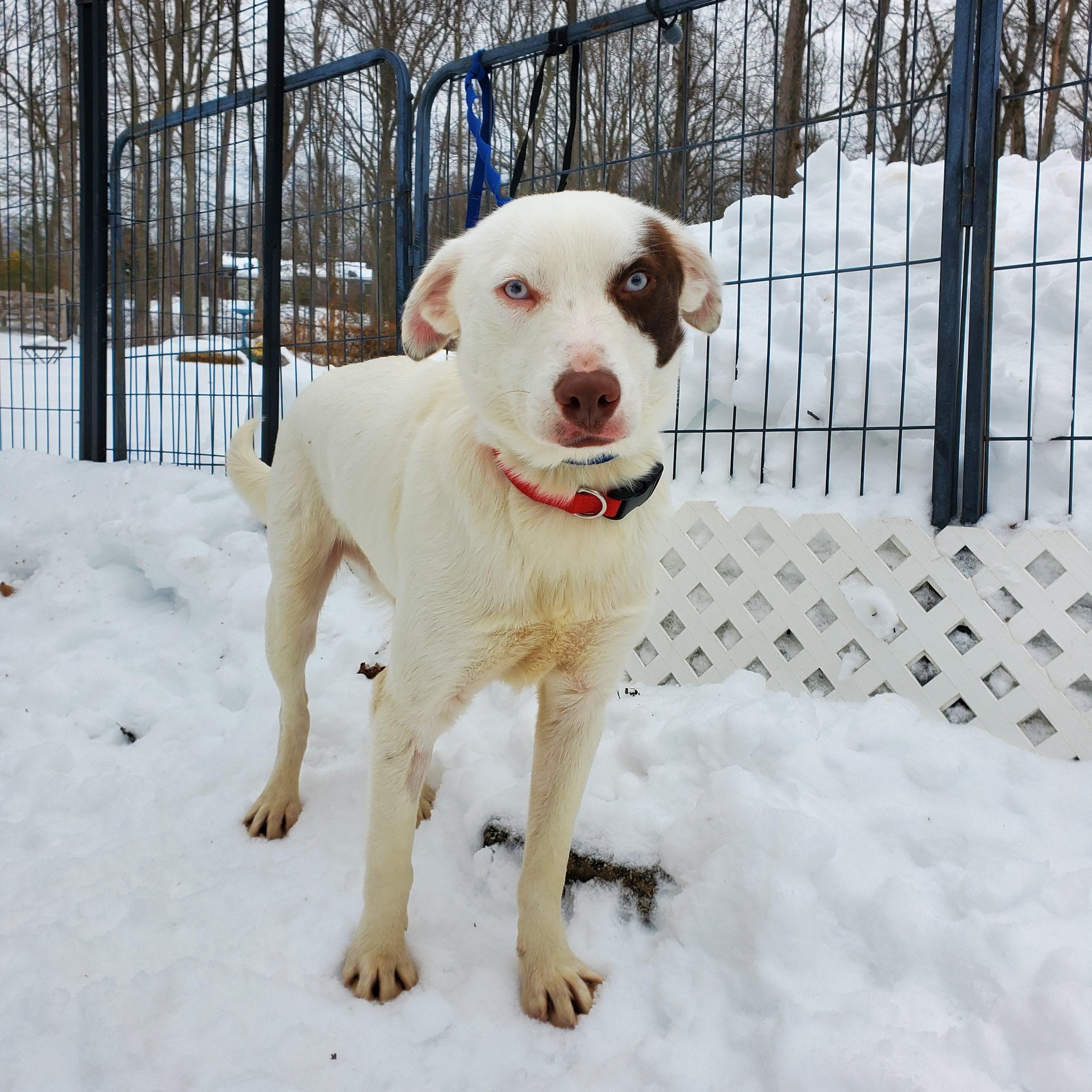 Enlarge Chance  Blue Eyes , a ADOPTABLE mixed breed in Blairstown, NJ image 2/3
