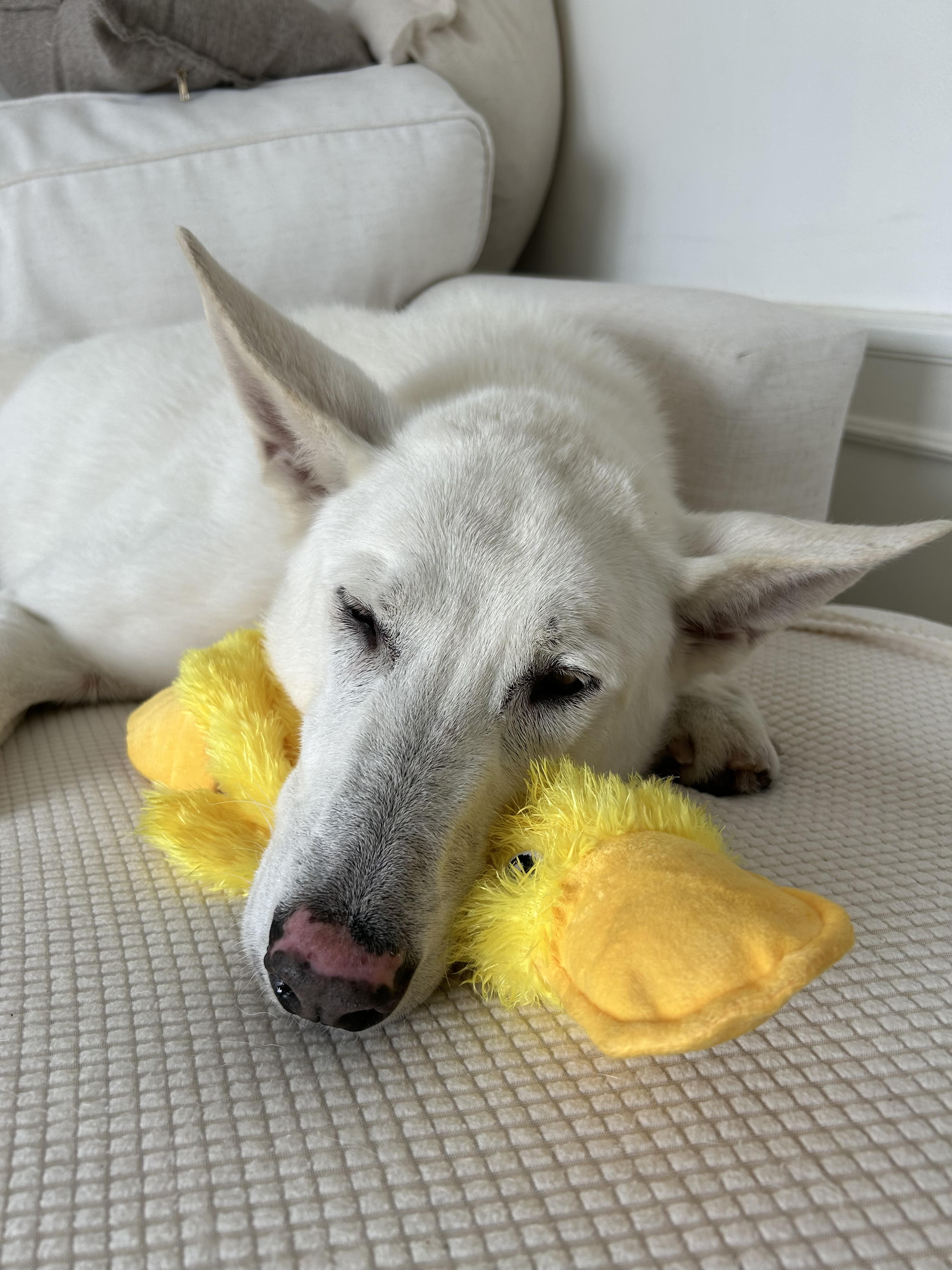 TUNDRA, Adopted, Senior Male German Shepherd Dog.