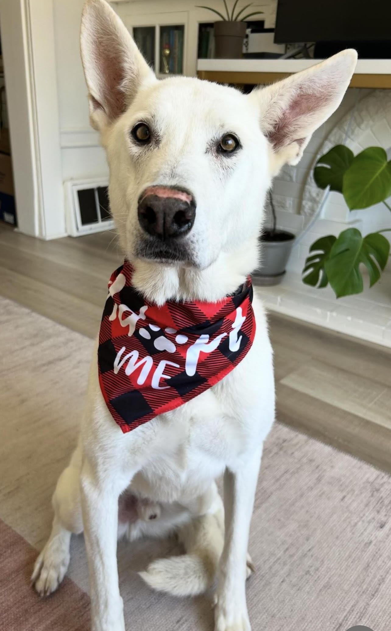 TUNDRA, a Adopted German Shepherd Dog in Petaluma, CA image 2/5