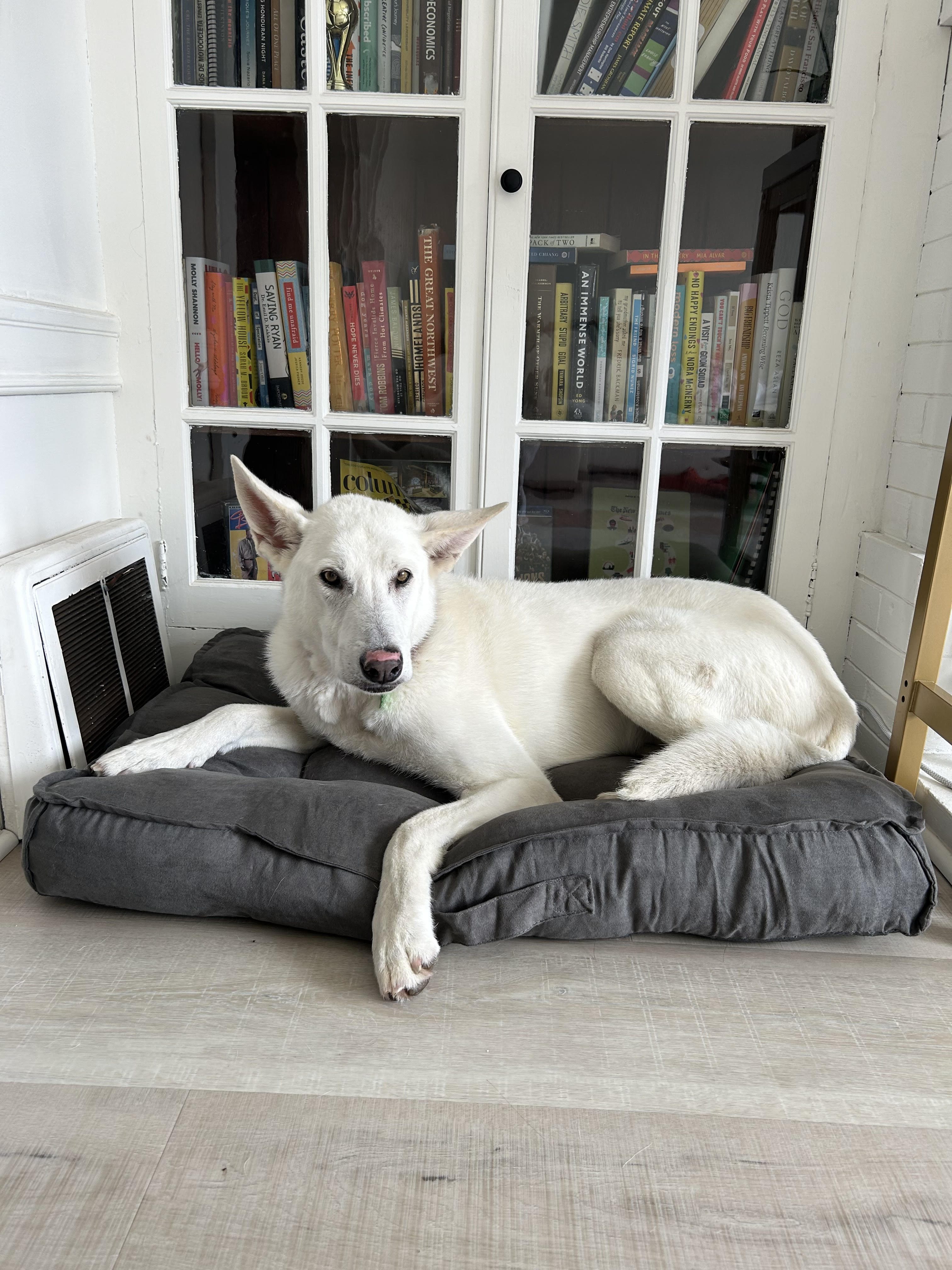 TUNDRA, a Adopted German Shepherd Dog in Petaluma, CA image 3/5