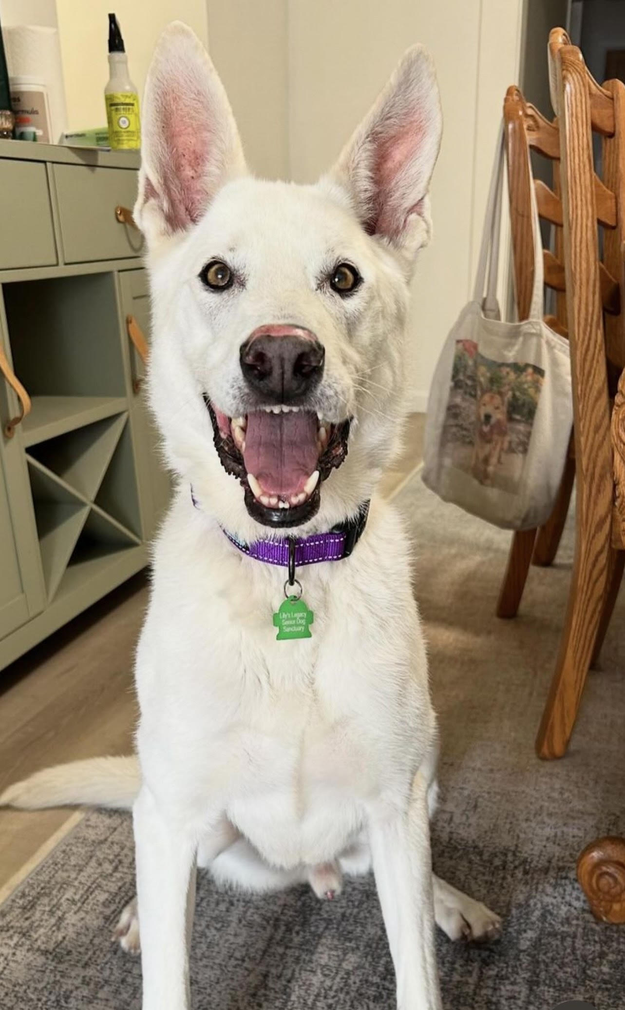 TUNDRA, a Adopted German Shepherd Dog in Petaluma, CA image 4/5