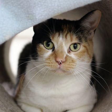 Enlarge Sabrina, a Adoptable Domestic Short Hair in Portland, OR image 2/5