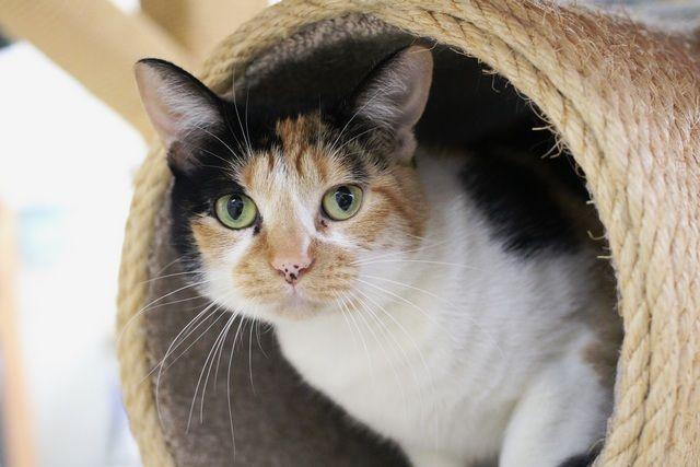 Sabrina, a Adoptable Domestic Short Hair in Portland, OR image 1/5