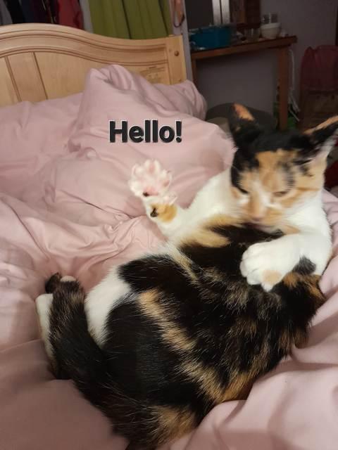 Enlarge Sabrina, a Adoptable Domestic Short Hair in Portland, OR image 4/5