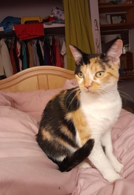 Sabrina, a Adoptable Domestic Short Hair in Portland, OR image 4/5