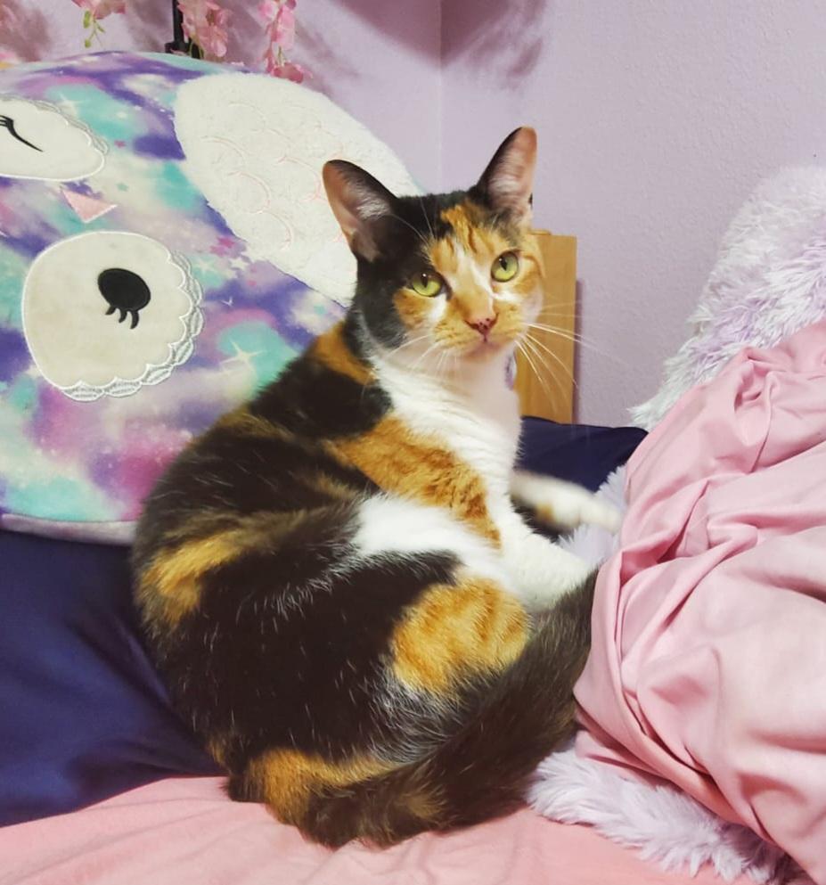 Sabrina, a Adoptable Domestic Short Hair in Portland, OR image 5/5