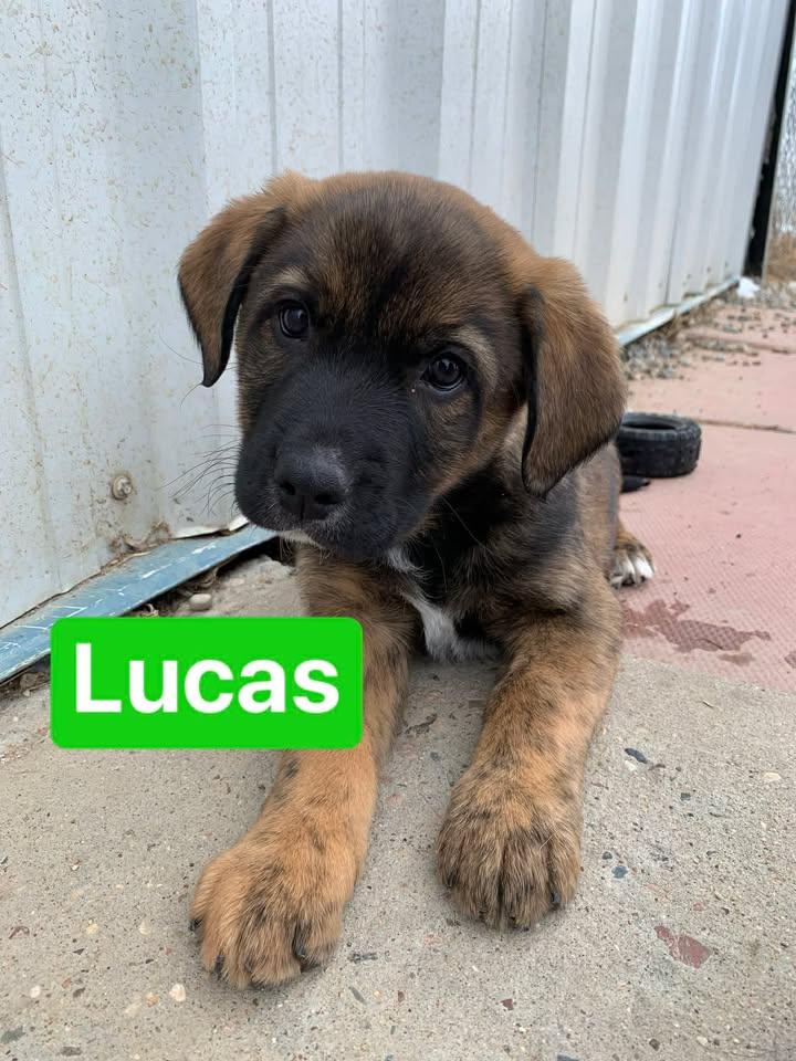 Lucas, ADOPTABLE, Young Male Shepherd.