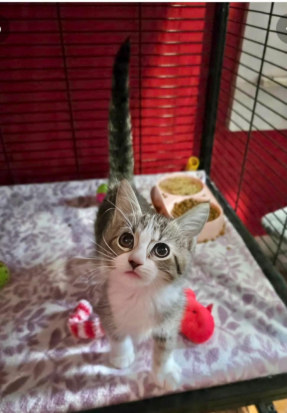 Squiggles, adopted, Kitten Female Domestic Short Hair.