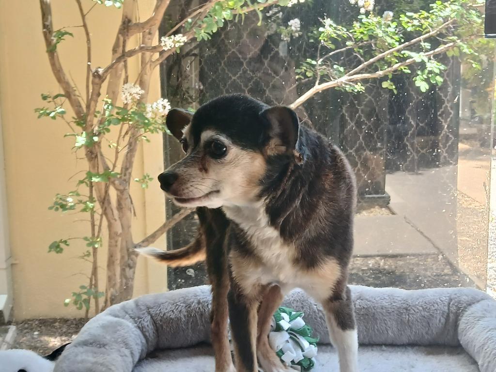 Tony Hawk, Adoptable, Adult Male Chihuahua.