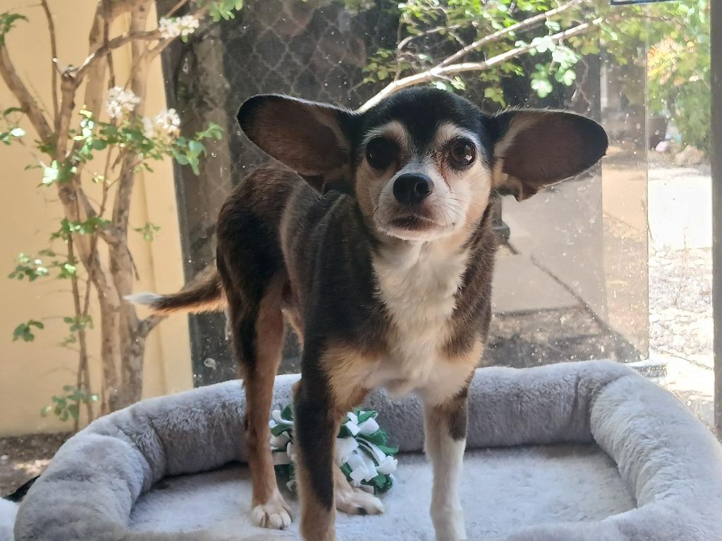 Enlarge Tony Hawk, a Adoptable Chihuahua in Fort Worth, TX image 2/4