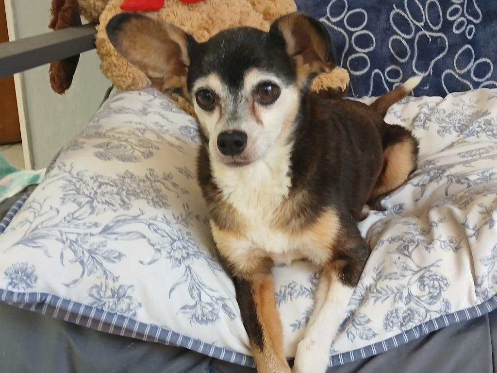 Enlarge Tony Hawk, a Adoptable Chihuahua in Fort Worth, TX image 3/4