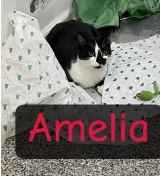 Enlarge Amelia, a Adoptable American Shorthair in Ridgway, PA image 1/1