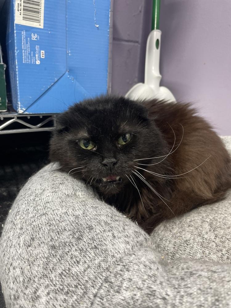 Enlarge Yoda, a Adoptable Domestic Medium Hair in Ferndale, MI image 1/2