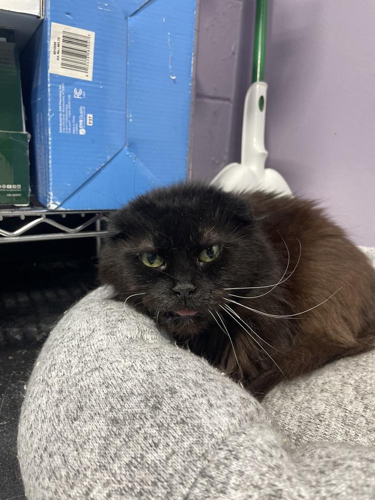 Yoda, Adoptable, Adult Male Domestic Medium Hair.