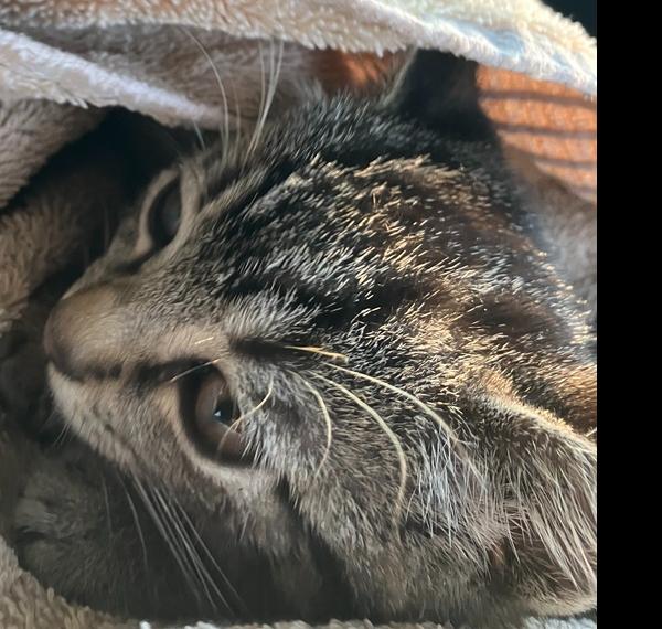 Enlarge Joan, a Adoptable Domestic Short Hair in Fort Walton Beach, FL image 1/1