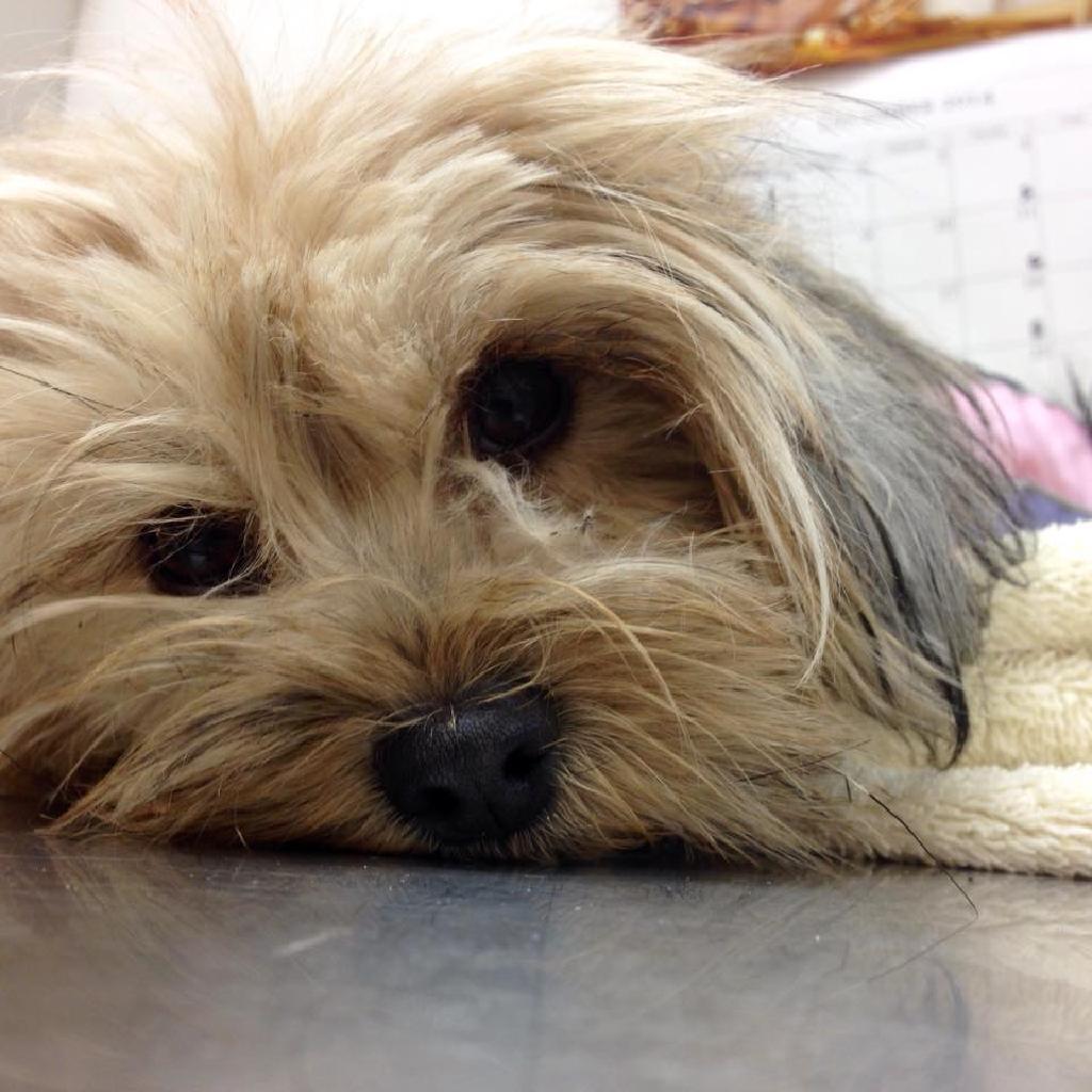 Enlarge Malibu (Ekolu), a Adopted Yorkshire Terrier in Logan, UT image 1/1