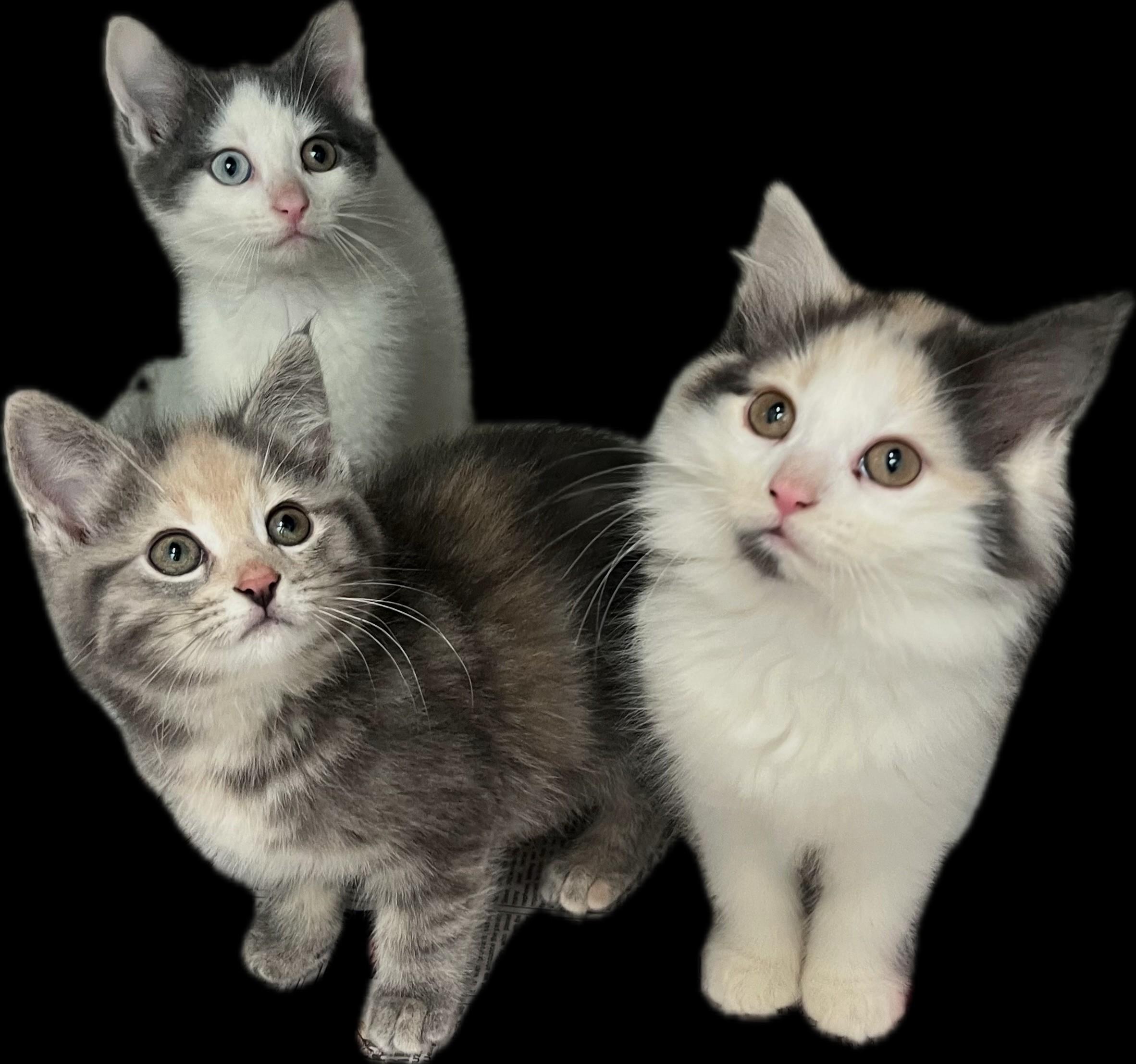 Phoebe, an adoptable Domestic Short Hair in Hamilton, ON image 2/2