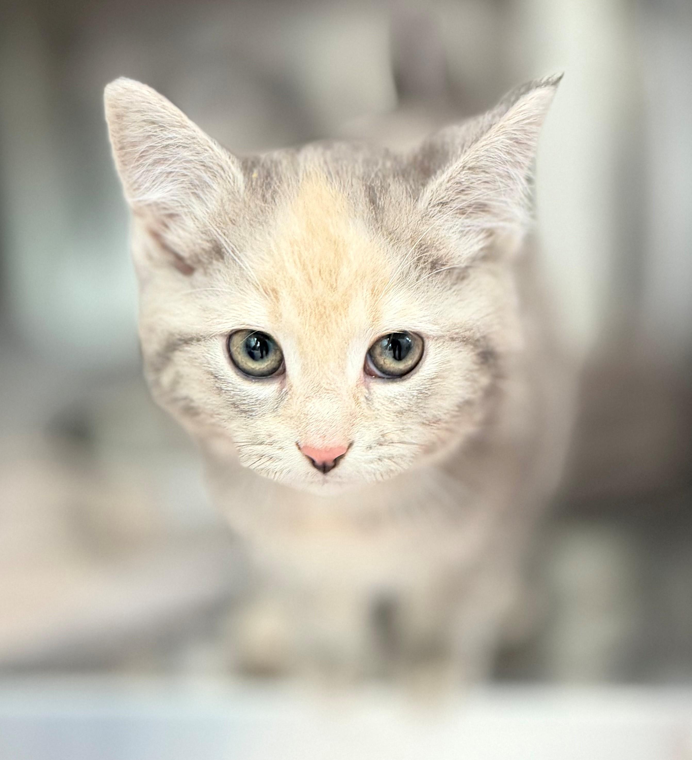 Phoebe, adoptable, Kitten Female Domestic Short Hair.