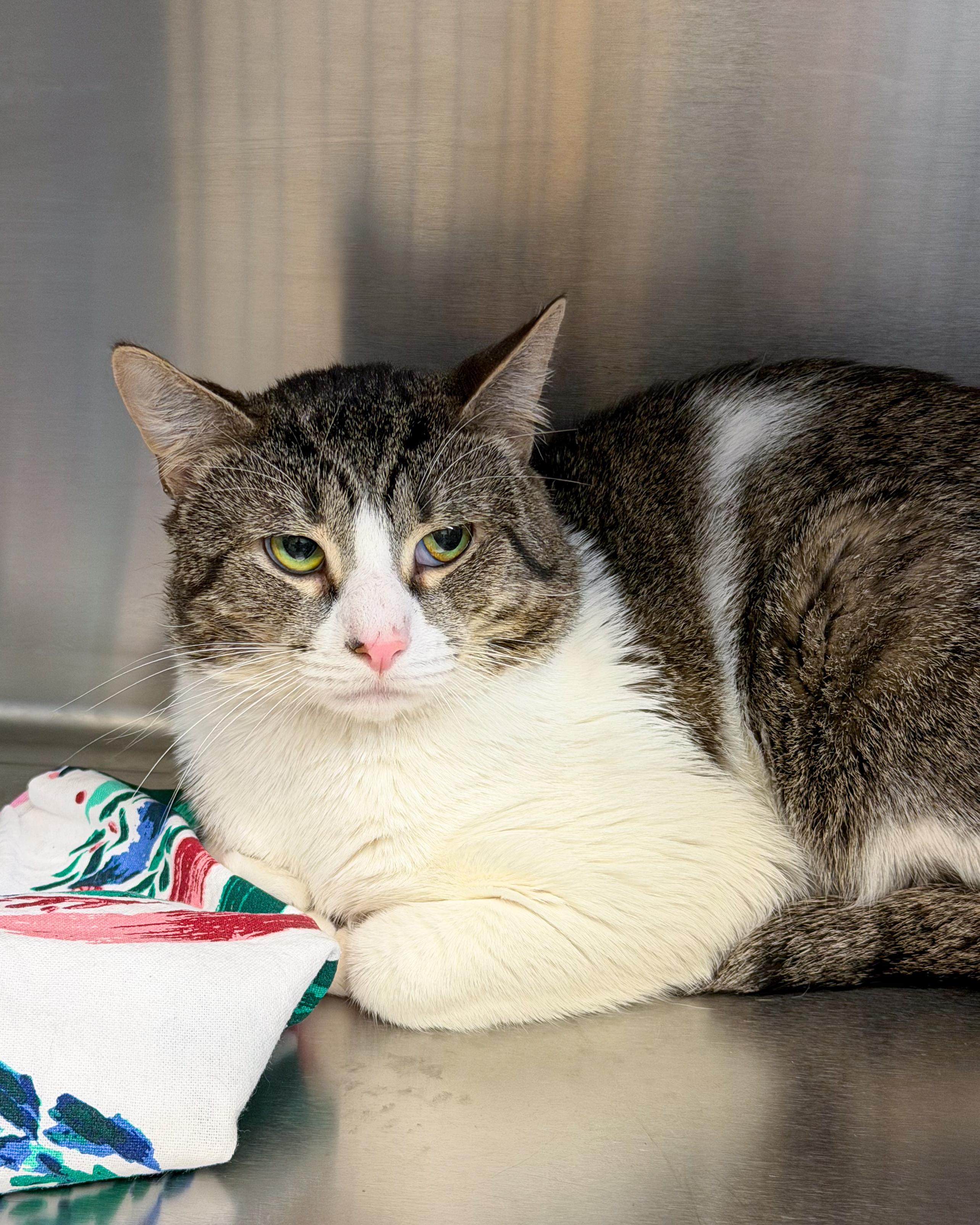 Enlarge Lucky, an adopted American Shorthair in Scituate, MA image 3/5