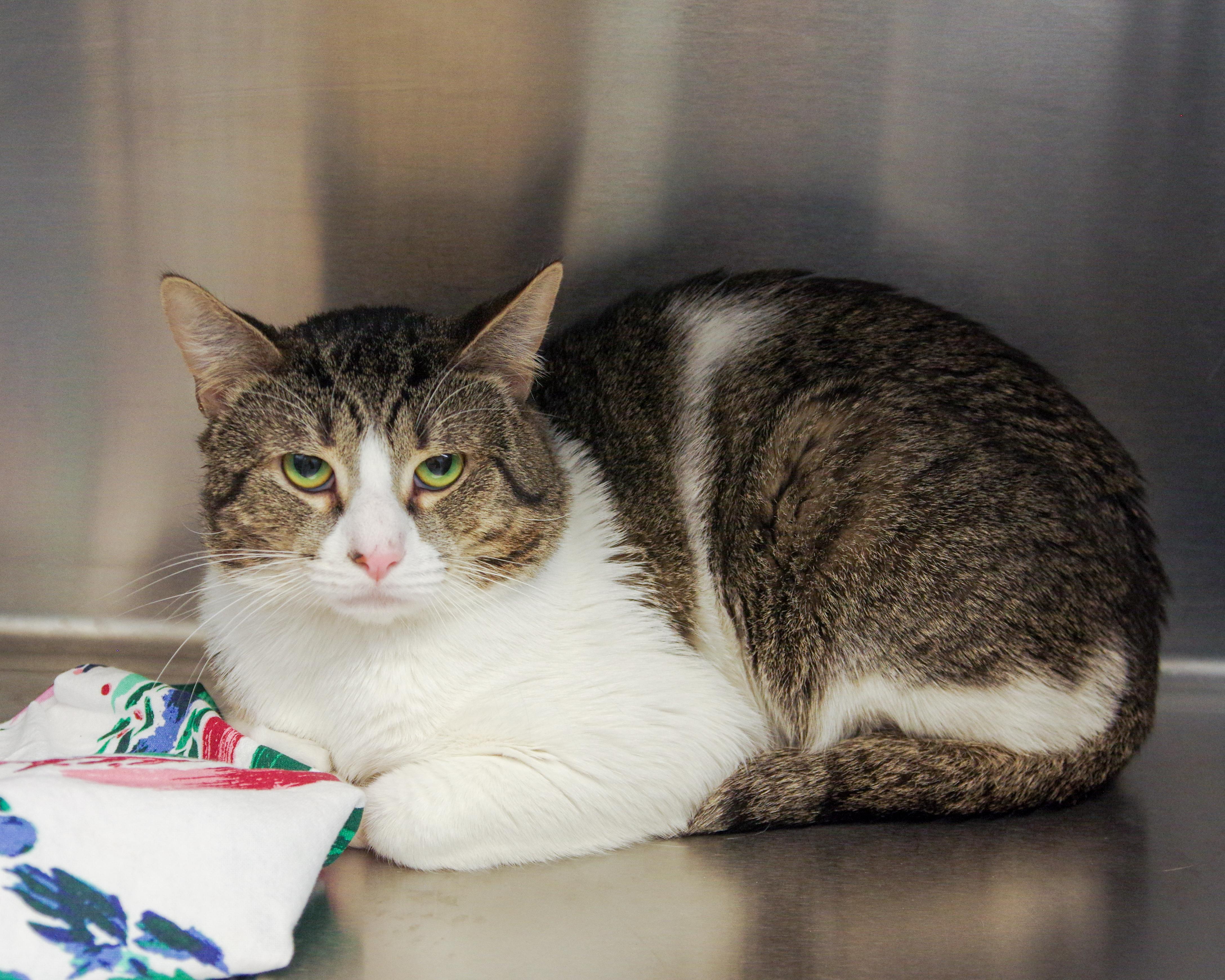 Enlarge Lucky, an adopted American Shorthair in Scituate, MA image 4/5