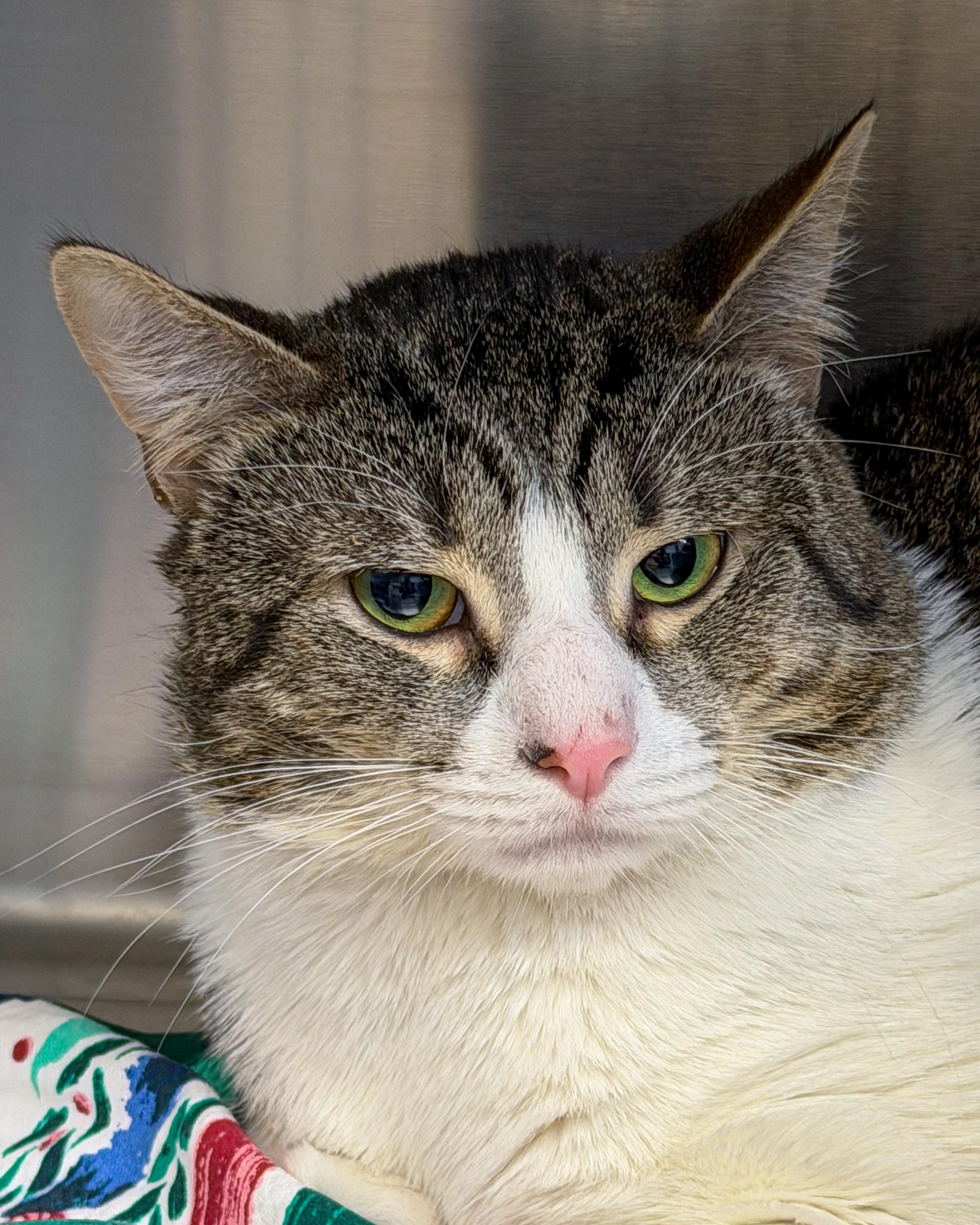 Enlarge Lucky, an adopted American Shorthair in Scituate, MA image 1/5