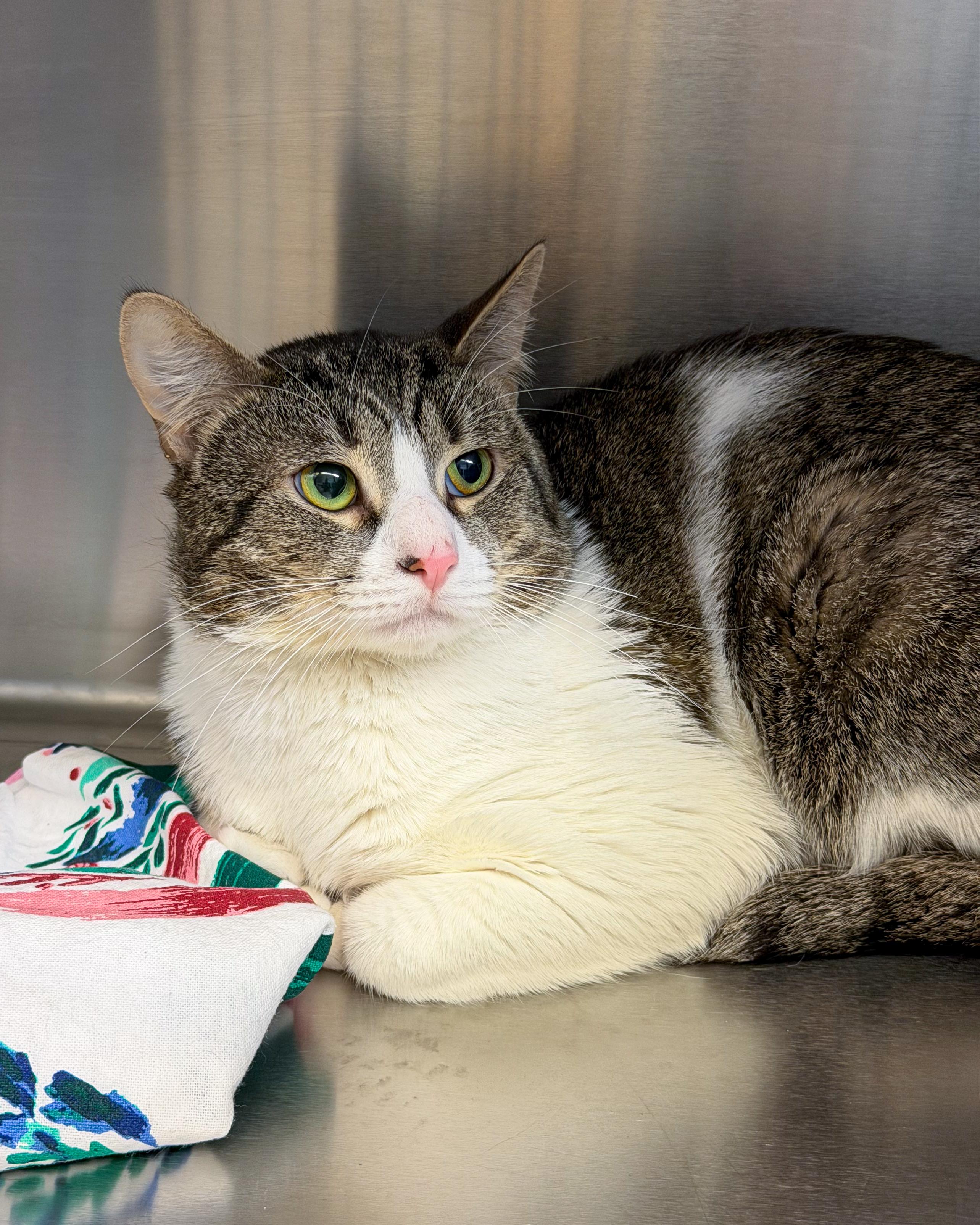 Enlarge Lucky, an adopted American Shorthair in Scituate, MA image 2/5