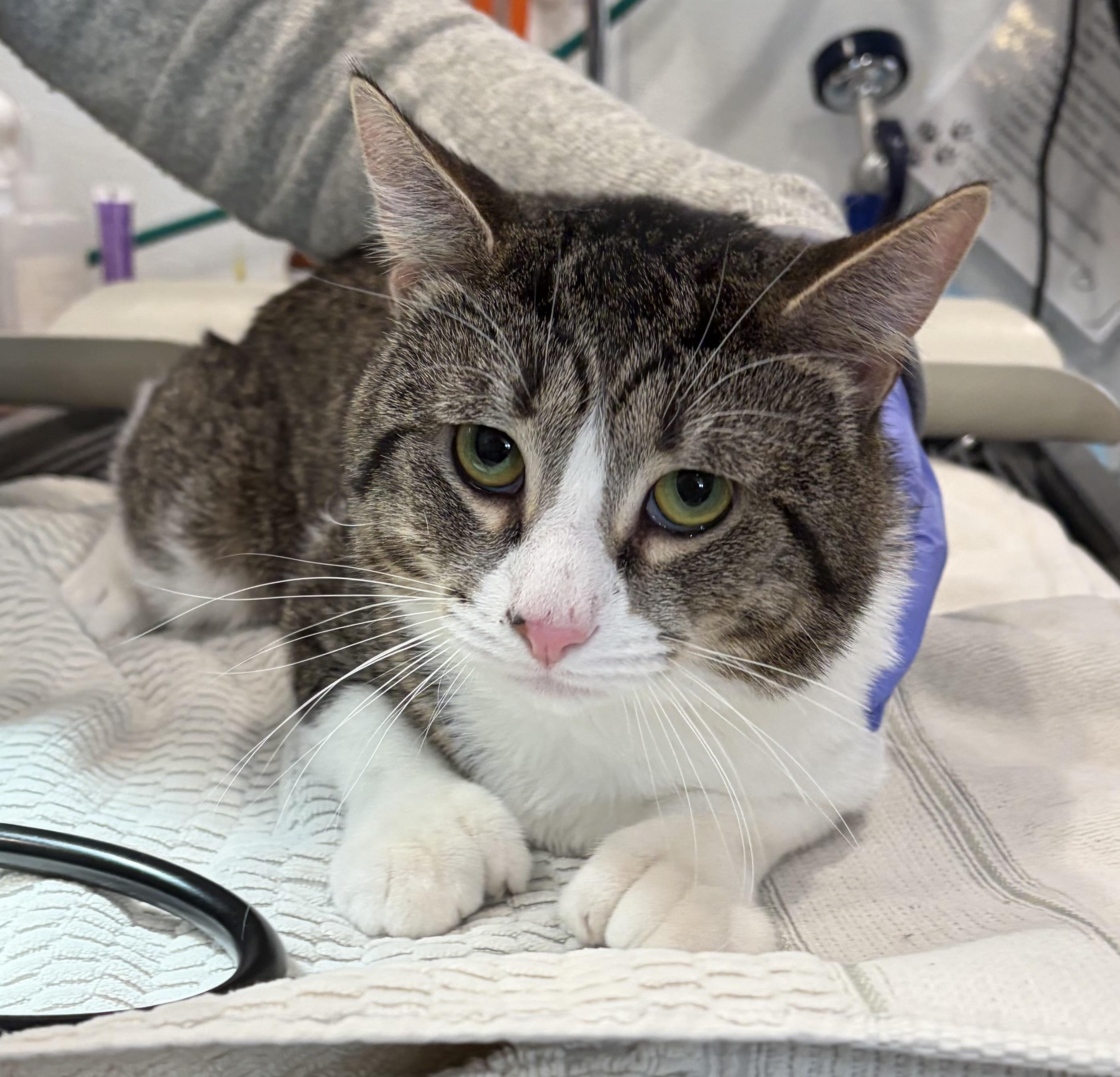 Enlarge Lucky, an adopted American Shorthair in Scituate, MA image 5/5