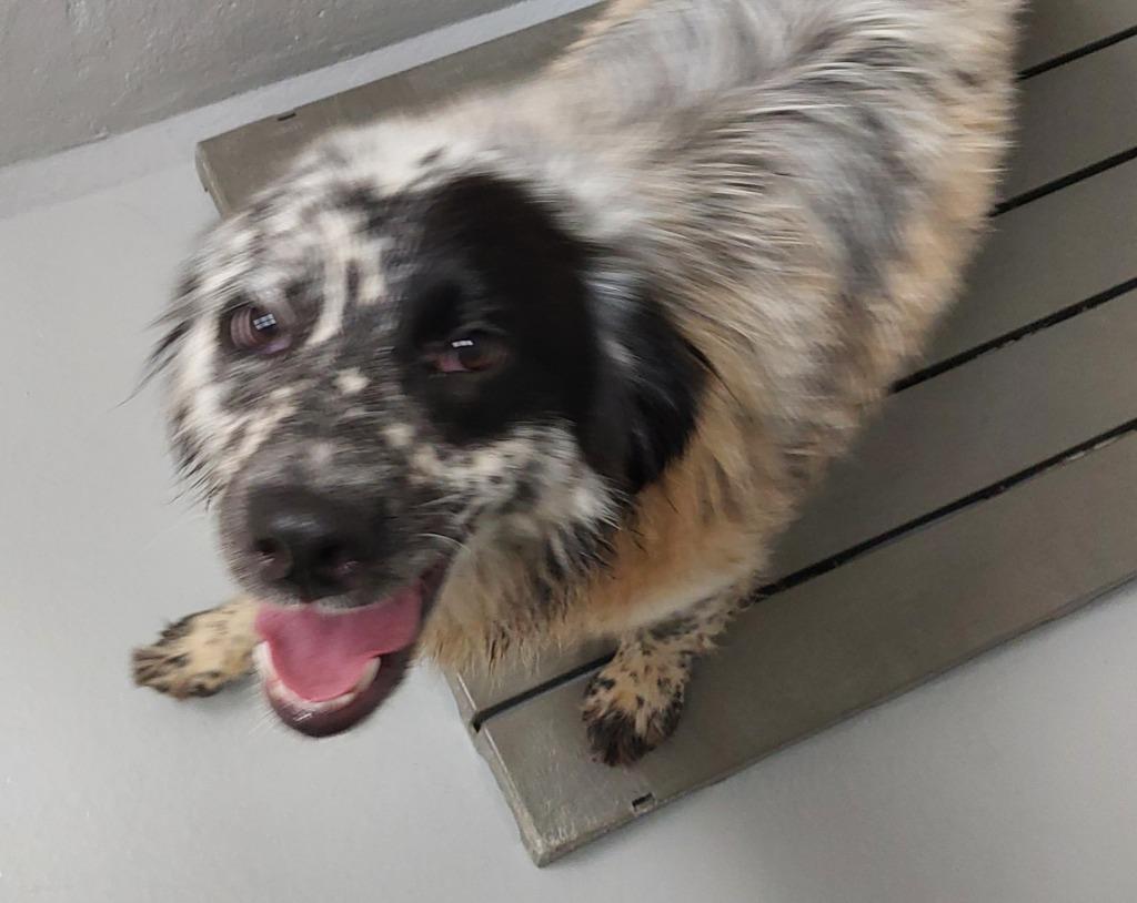 No Creek Rd 1(Pumpkin), Adoptable, Young Female Australian Shepherd.