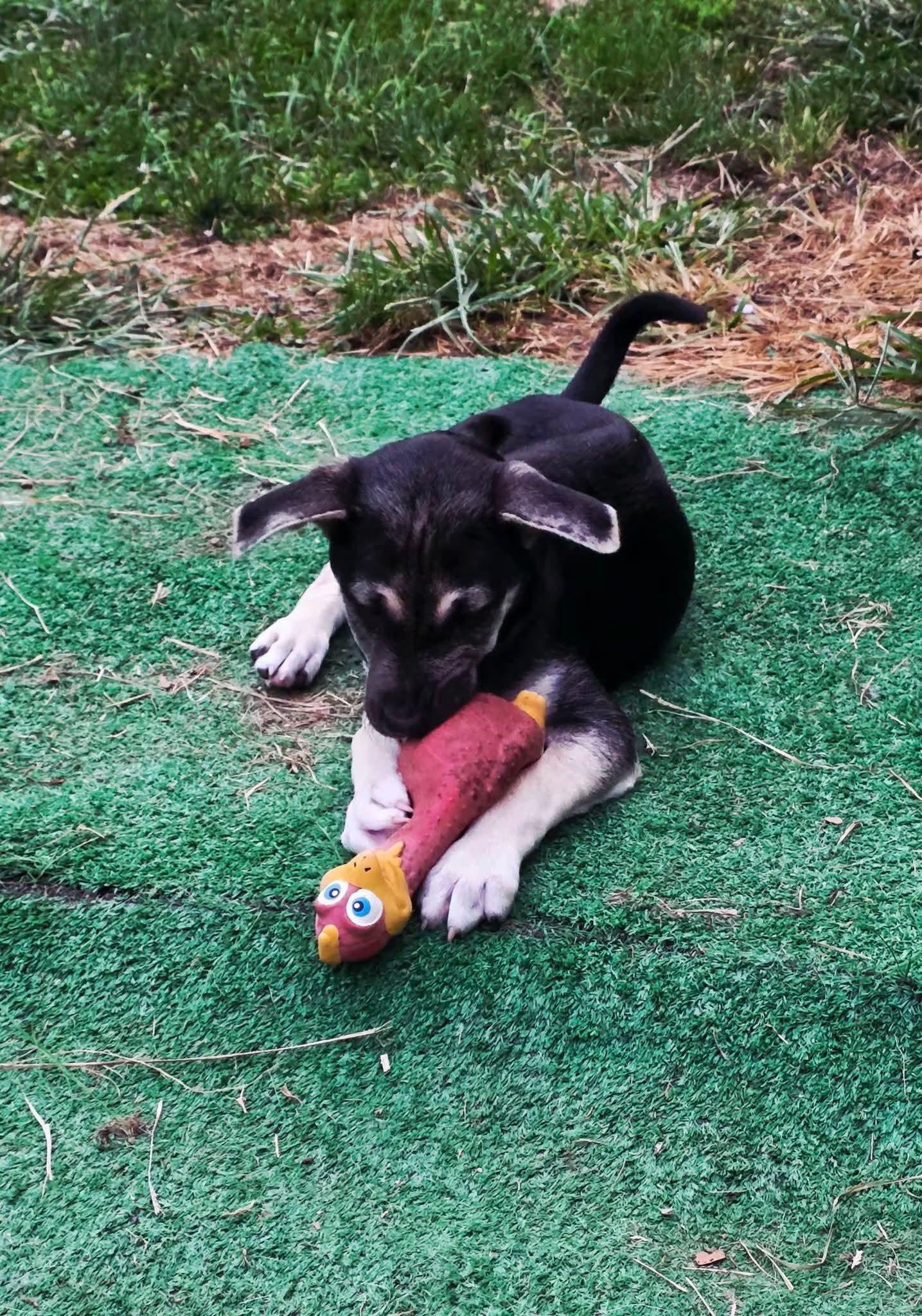 RAMBO, an adopted mixed breed in Vandergrift, PA image 3/3