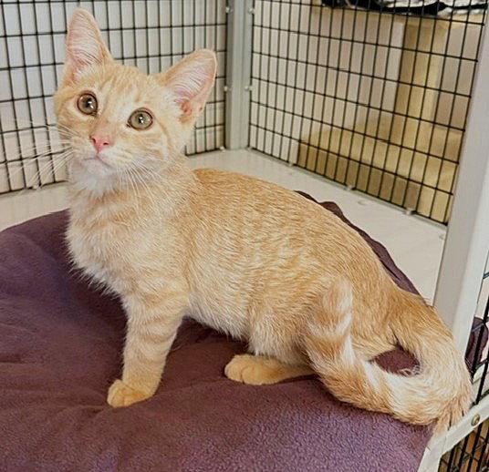 Kitten O'Reilly, Adopted, Kitten Male Domestic Short Hair.