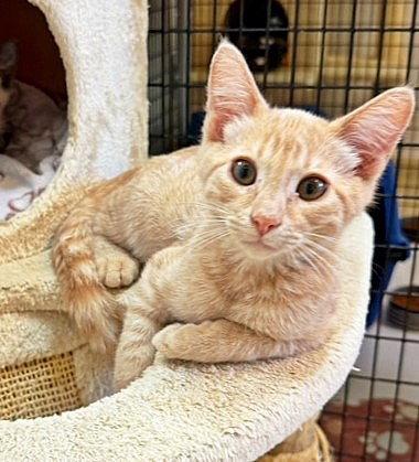 Kitten O'Reilly, a Adopted Domestic Short Hair in Seal Beach, CA image 2/3