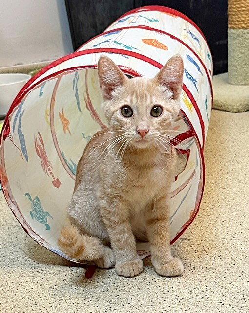 Kitten O'Reilly, a Adopted Domestic Short Hair in Seal Beach, CA image 3/3