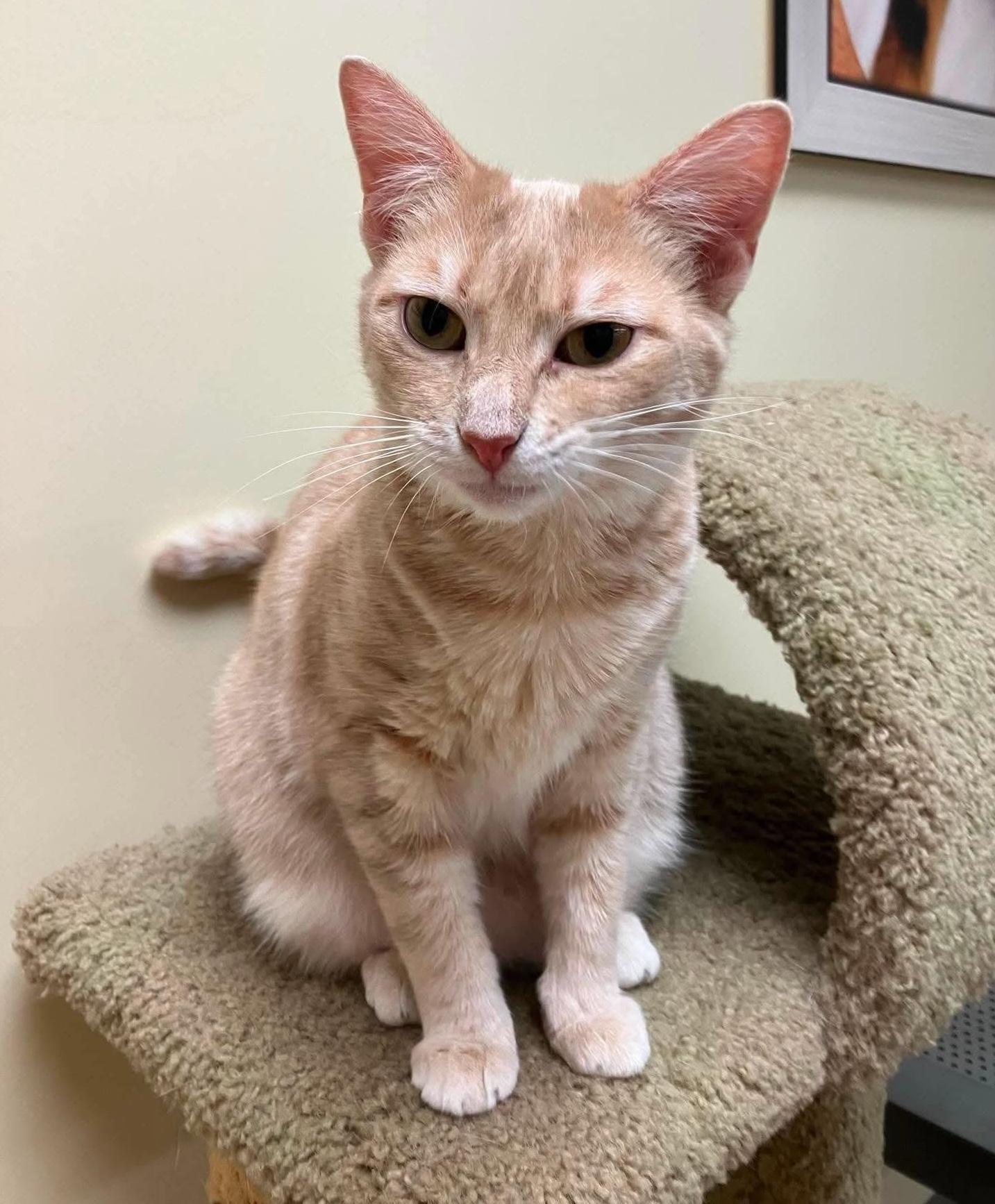 Chumba (TubThumpers Litter), adoptable, Young Female Domestic Short Hair & Tabby.