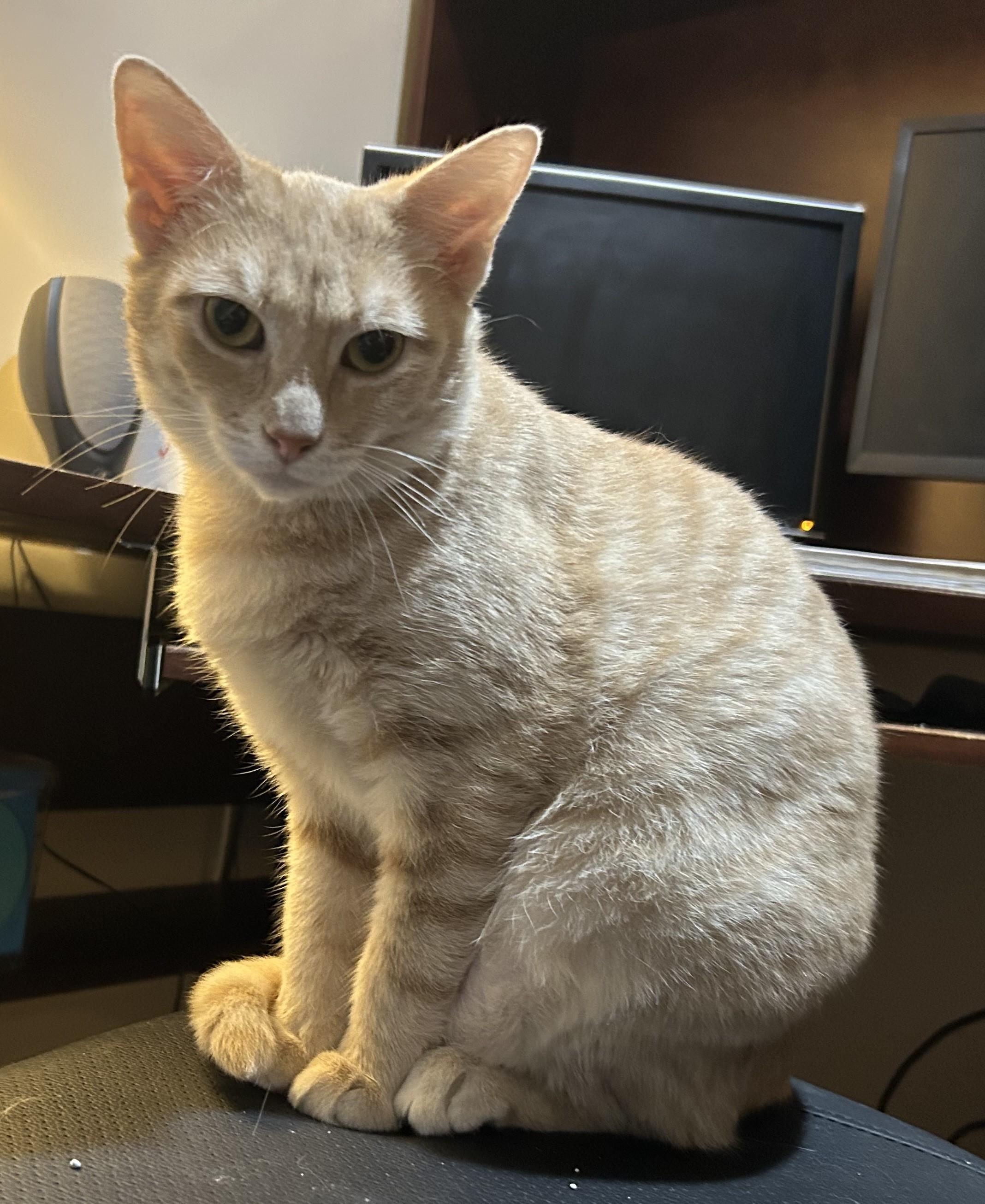Chumba (TubThumpers Litter), adoptable, Young Female Domestic Short Hair & Tabby.