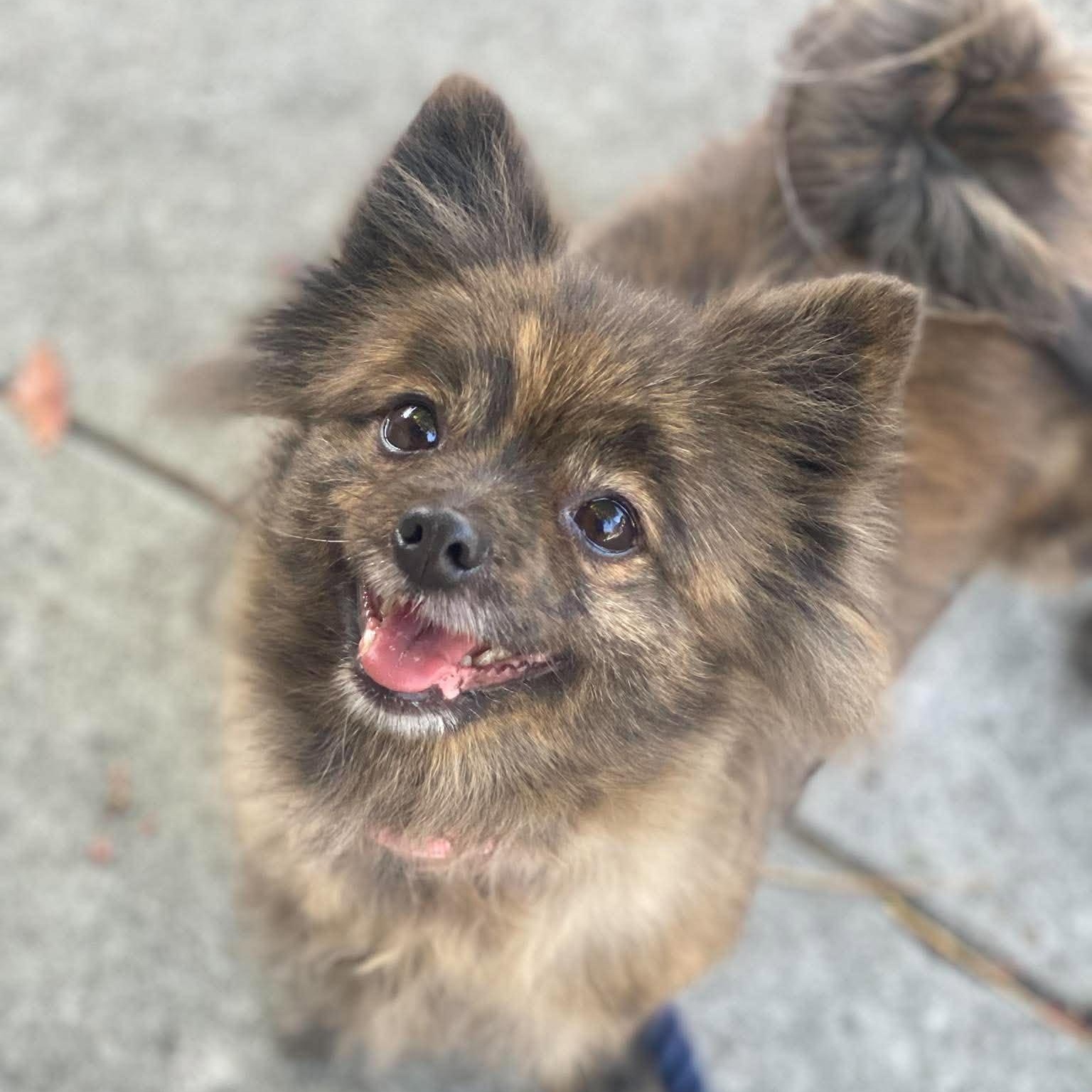 Banana, Adoptable, Adult Female Pomeranian.