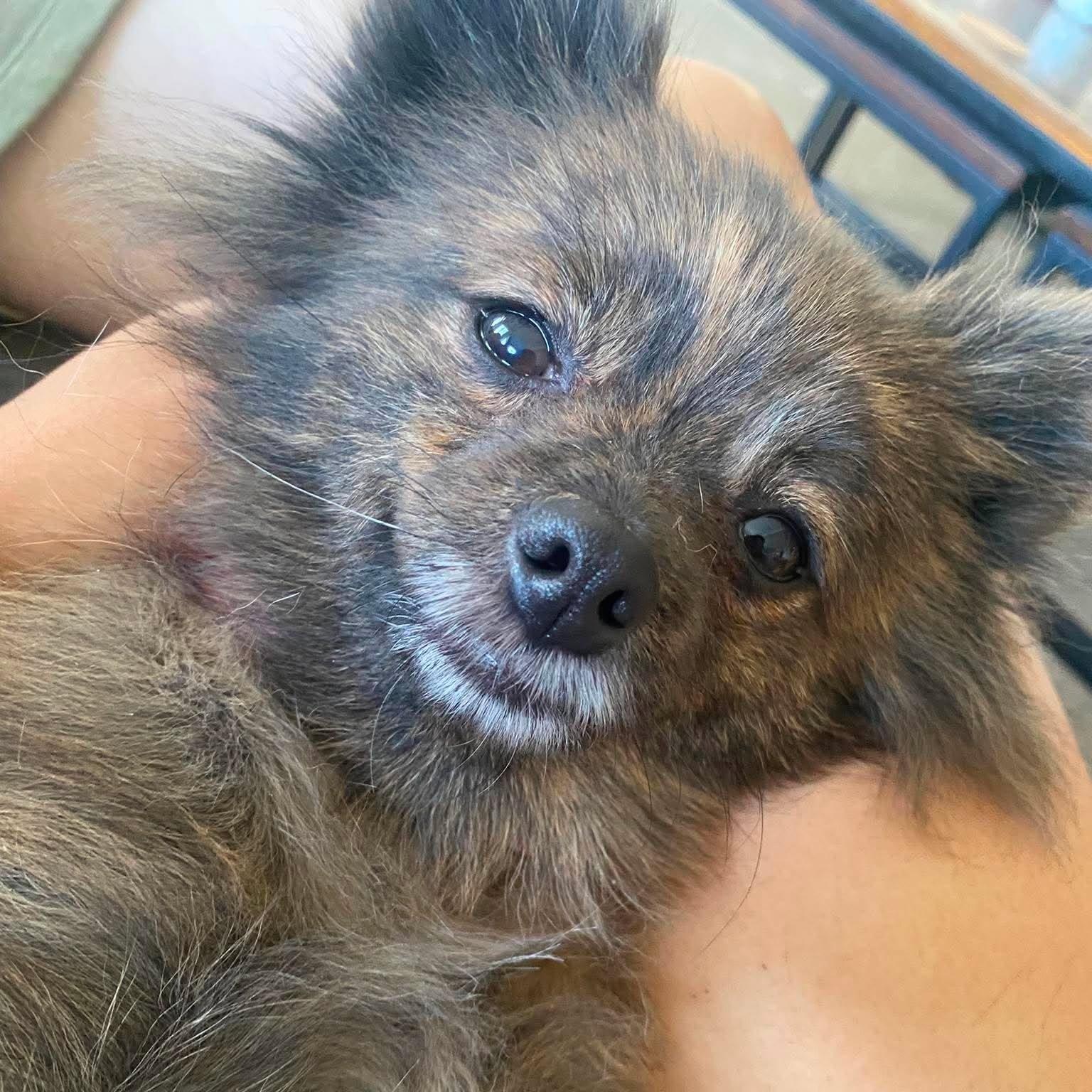 Enlarge Banana, a Adoptable Pomeranian in San Francisco, CA image 3/6