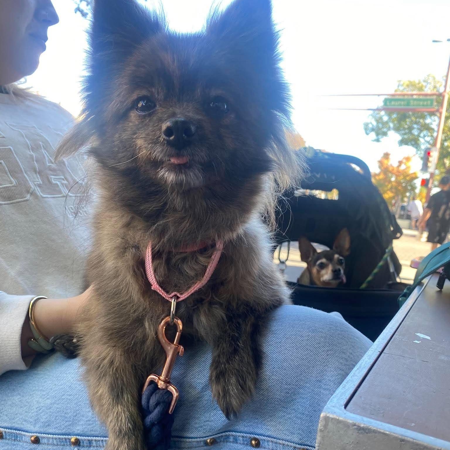 Enlarge Banana, a Adoptable Pomeranian in San Francisco, CA image 4/6