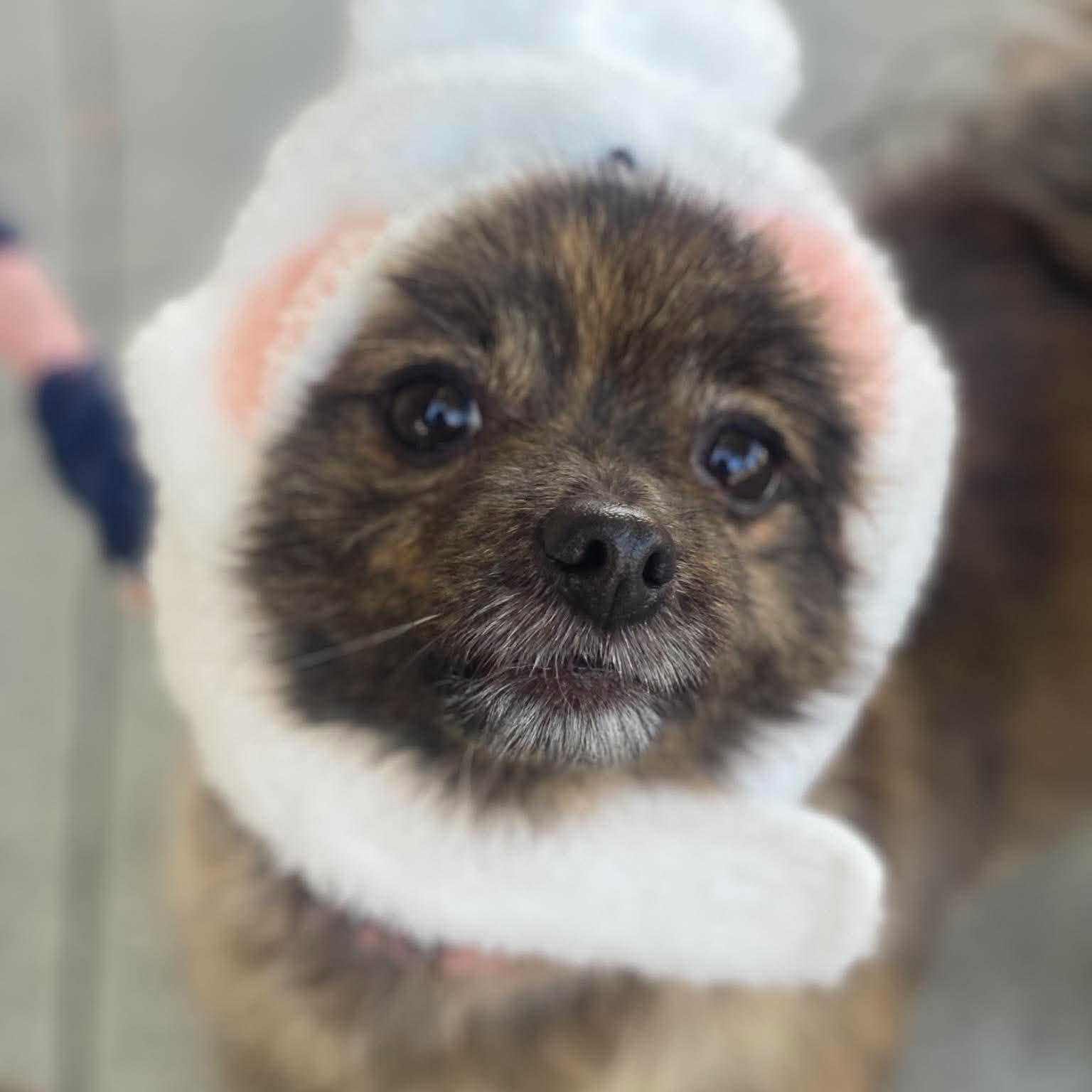 Enlarge Banana, a Adoptable Pomeranian in San Francisco, CA image 5/6