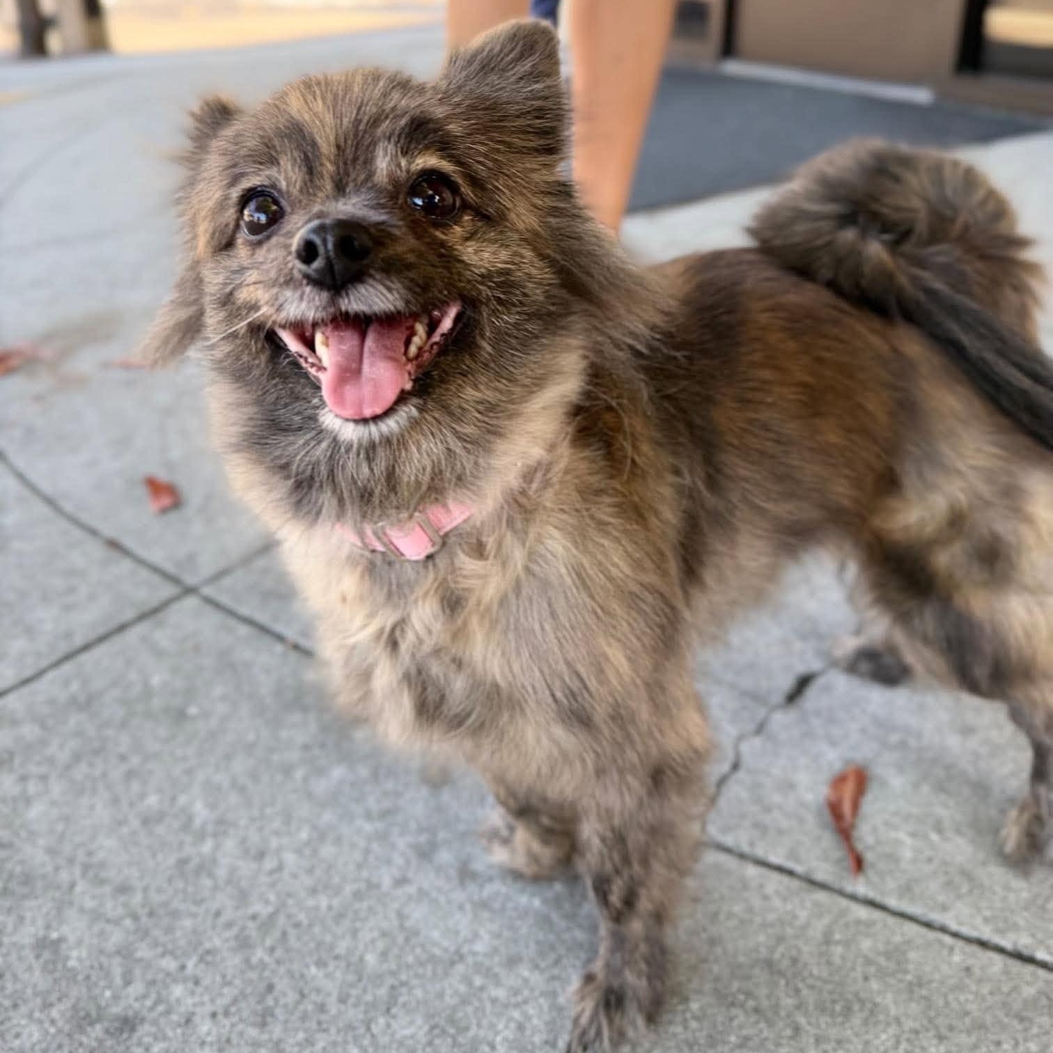 Enlarge Banana, a Adoptable Pomeranian in San Francisco, CA image 2/6