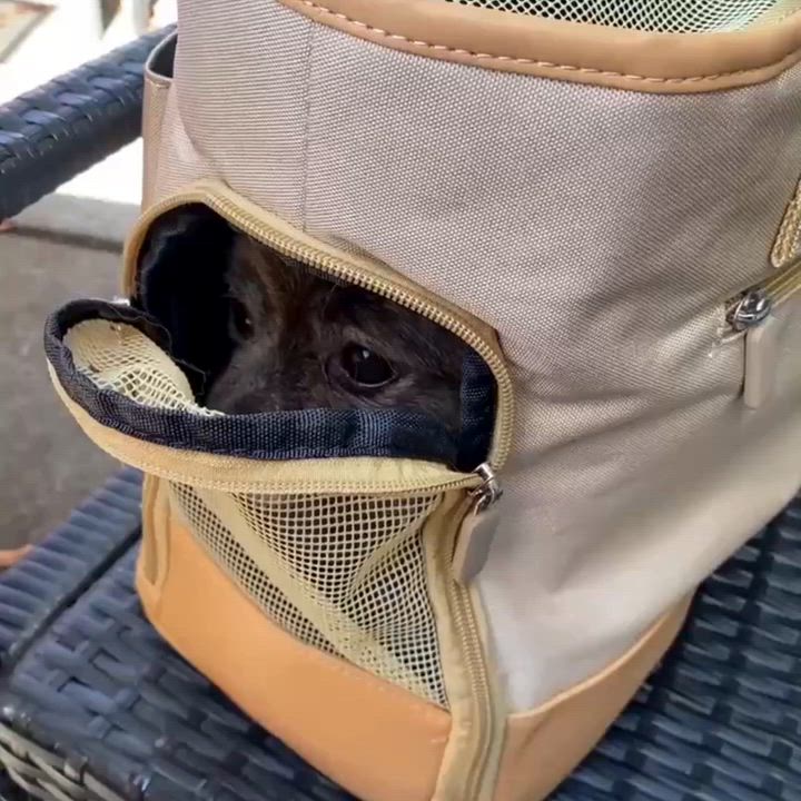 Enlarge Banana, a Adoptable Pomeranian in San Francisco, CA video 6/6