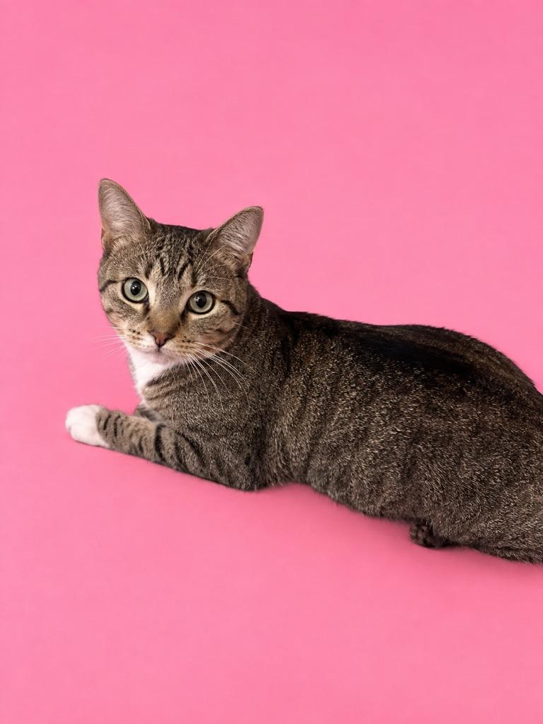 Tammy, Adoptable, Kitten Female Domestic Short Hair.