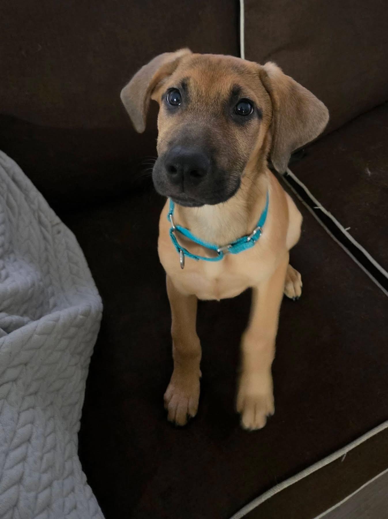 Enlarge LILLIE, a Adopted mixed breed in Allentown, PA image 4/6